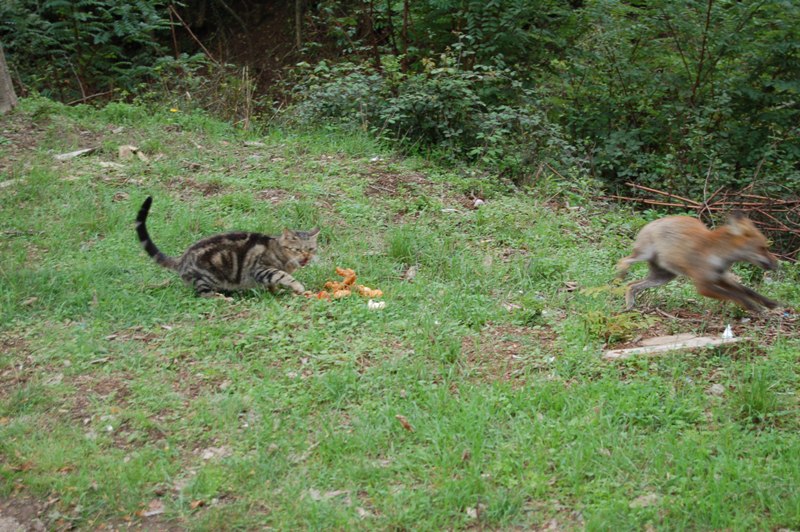 Il gatto e la volpe.